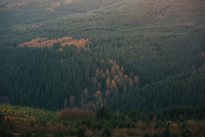 航摄像片的森林
